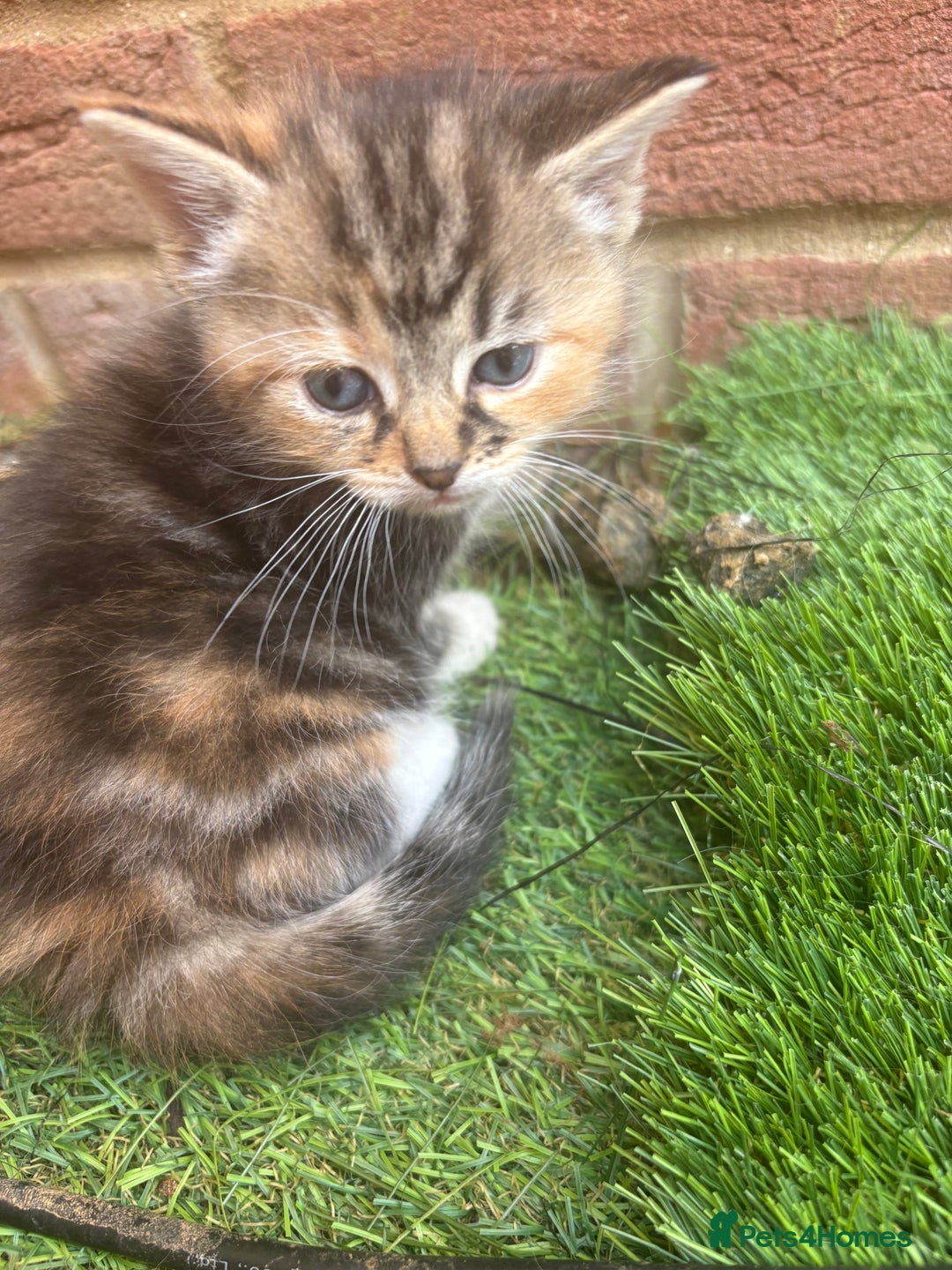 Domestic Shorthair cats for sale: Beautiful/chunky domestic short hair kittens  - Image 9