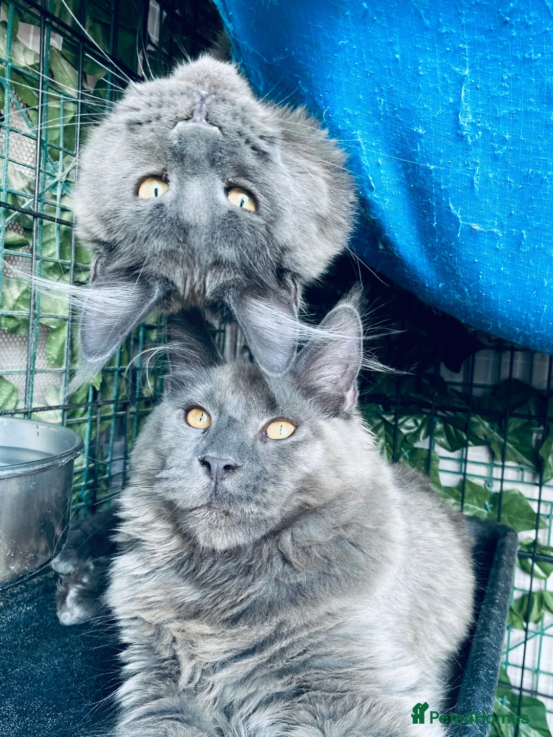 Maine Coon cats for sale: 💙*🦁*BLUE MAINE COON*💎*KITTENS*🦁*💙 - Advert 1