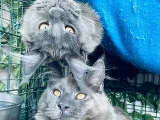Maine Coon cats 💙*🦁*BLUE MAINE COON*💎*KITTENS*🦁*💙 - Advert 15