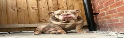 English Bulldog dogs for stud: Tyson AKA rocketman  in Liverpool - Advert 3
