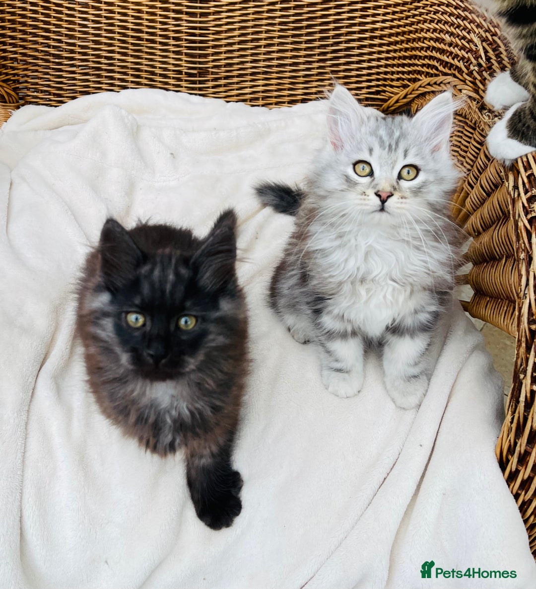 Siberian cats for sale: Fluffy, purebred, healthy Siberians come available - Advert 10