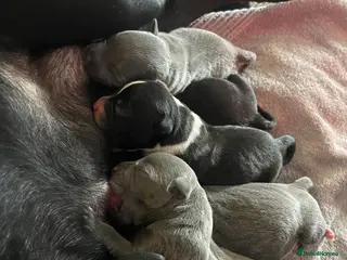 Staffordshire Bull Terrier dogs 6 stunning KC registered Staffy puppy’s - Advert 11