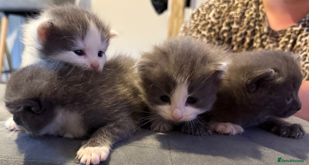 Mixed Breed cats for sale: Kittens for 5 star homes only  - Image 3