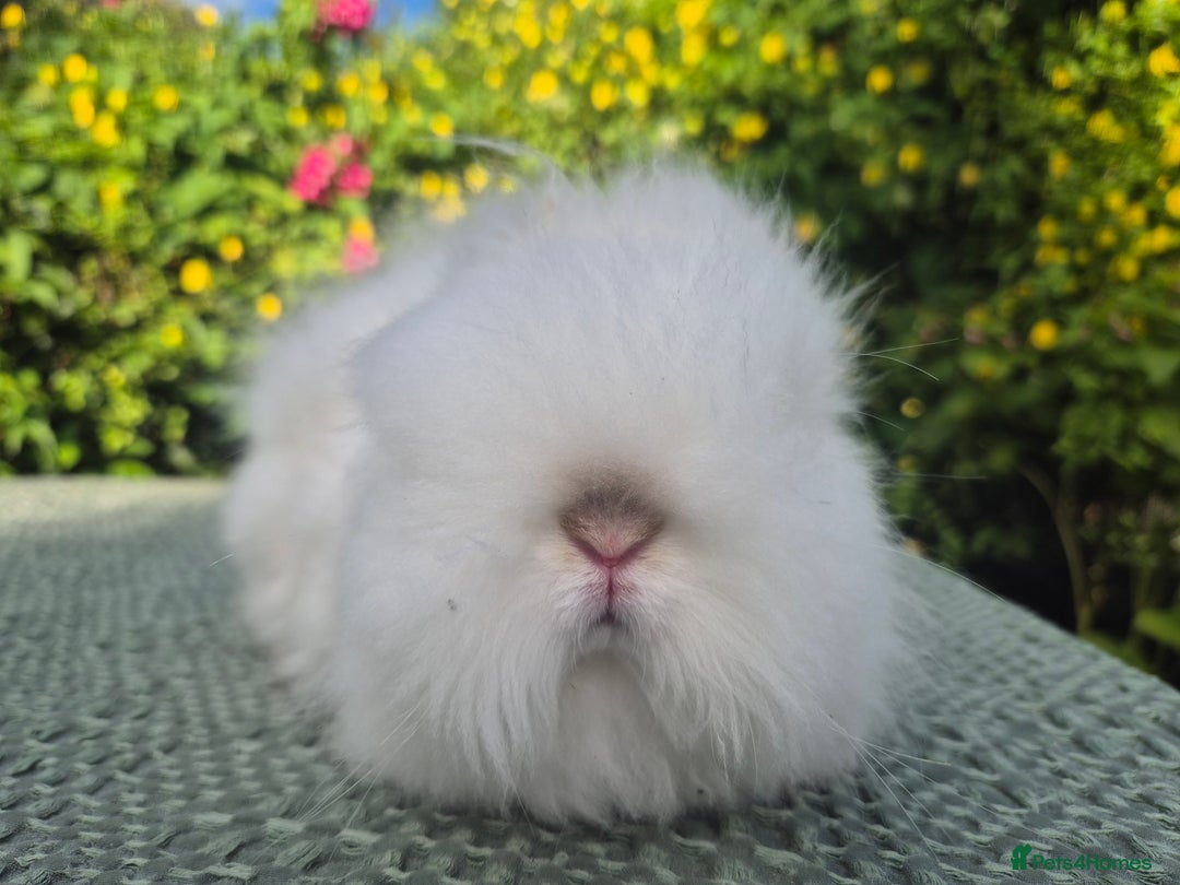 Angora rabbits for sale: ♥️READY NOW🧡Teddydwerg babies- Imported parents🧡 - Image 4