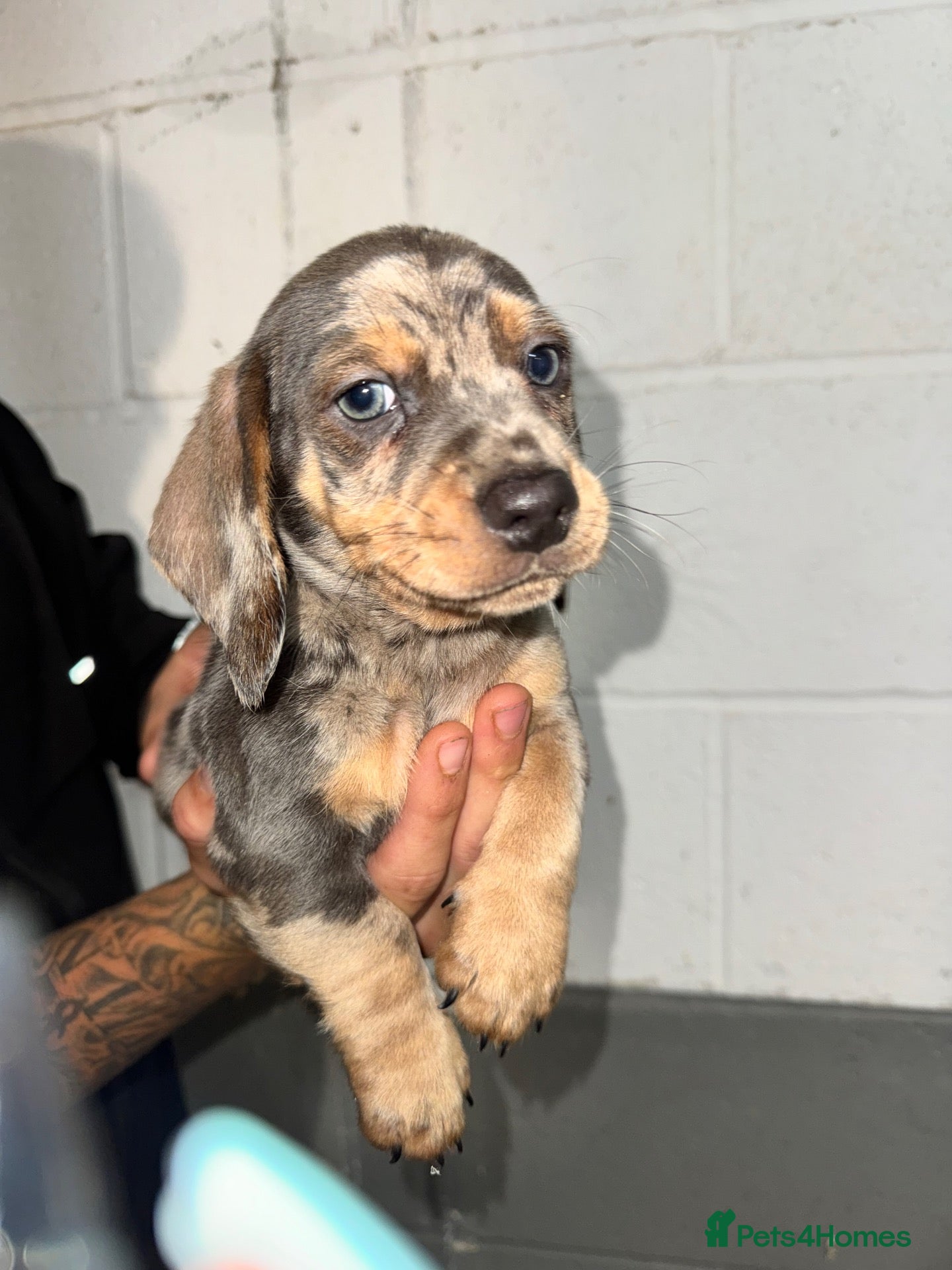 Miniature Dachshund dogs for sale: Miniture Dashunds for sale  - Advert 19
