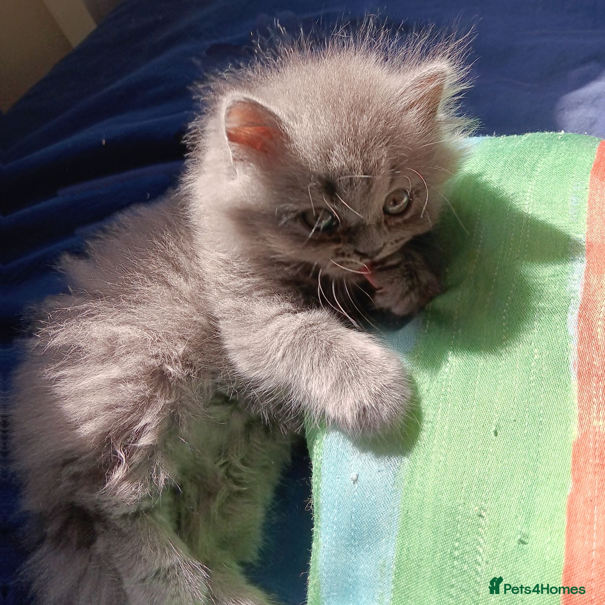 British Shorthair cats Blue Kittens – TICA Reg, PKD Tested - Advert 1