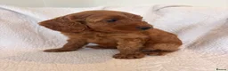 Cockapoo dogs for sale: LICENSED BREEDER QUALITY COCKAPOO PUPPIES  - Advert 21