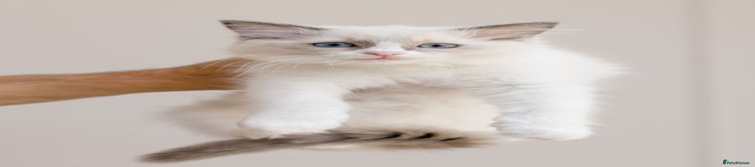 Ragdoll Kitten 6