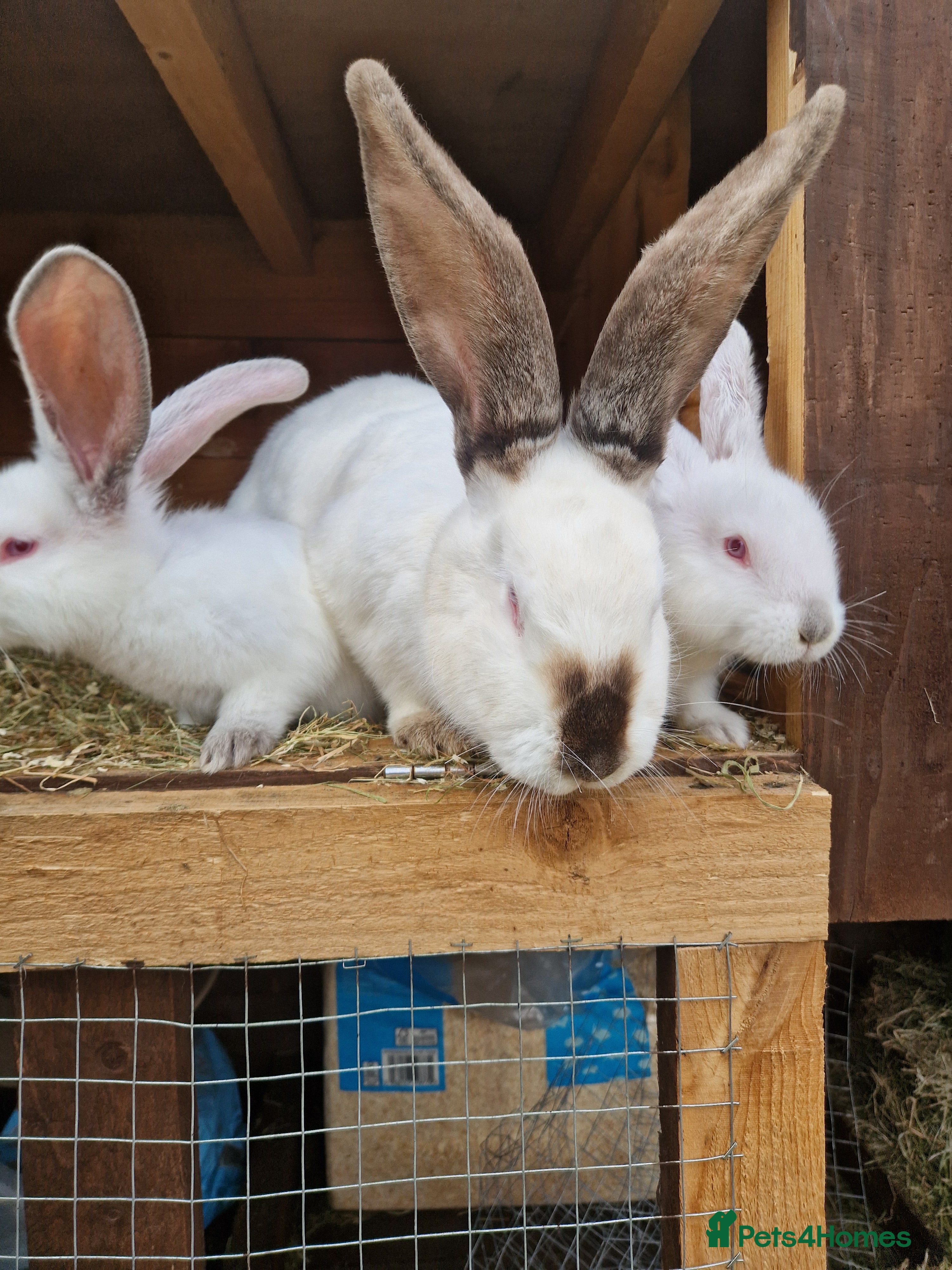 Continental Giant rabbits Continental Giant White  - Advert 3