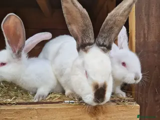 Continental Giant rabbits Continental Giant White - Advert 3