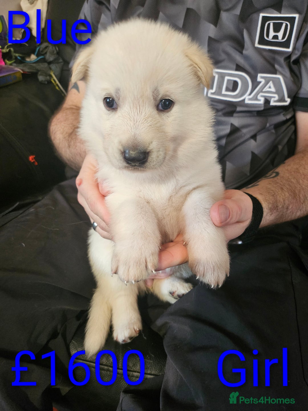 Shepsky dogs for sale: 7 Beautiful Shepsky puppies.  - Advert 6