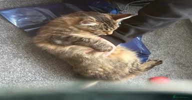 Maine Coon cats Tica registered active mainecoon girl - Advert 9