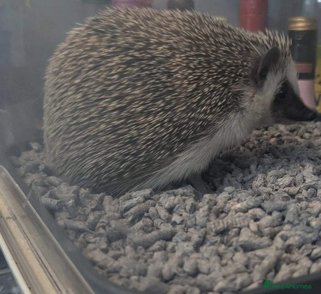 Pygmy Hedgehog rodents for sale: Pygmy hedgehog  - Advert 4