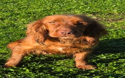 Cocker Spaniel dogs for sale: 🤎 beautiful KC working cocker spaniels🤎 - Advert 2