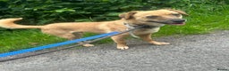 Mixed Breed dogs for adoption: Meet Irish, currently residing in Cheshire  in Nantwich - Advert 8