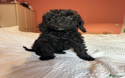 Cockapoo dogs for sale: Adorable cockapoo puppies  - Image 12