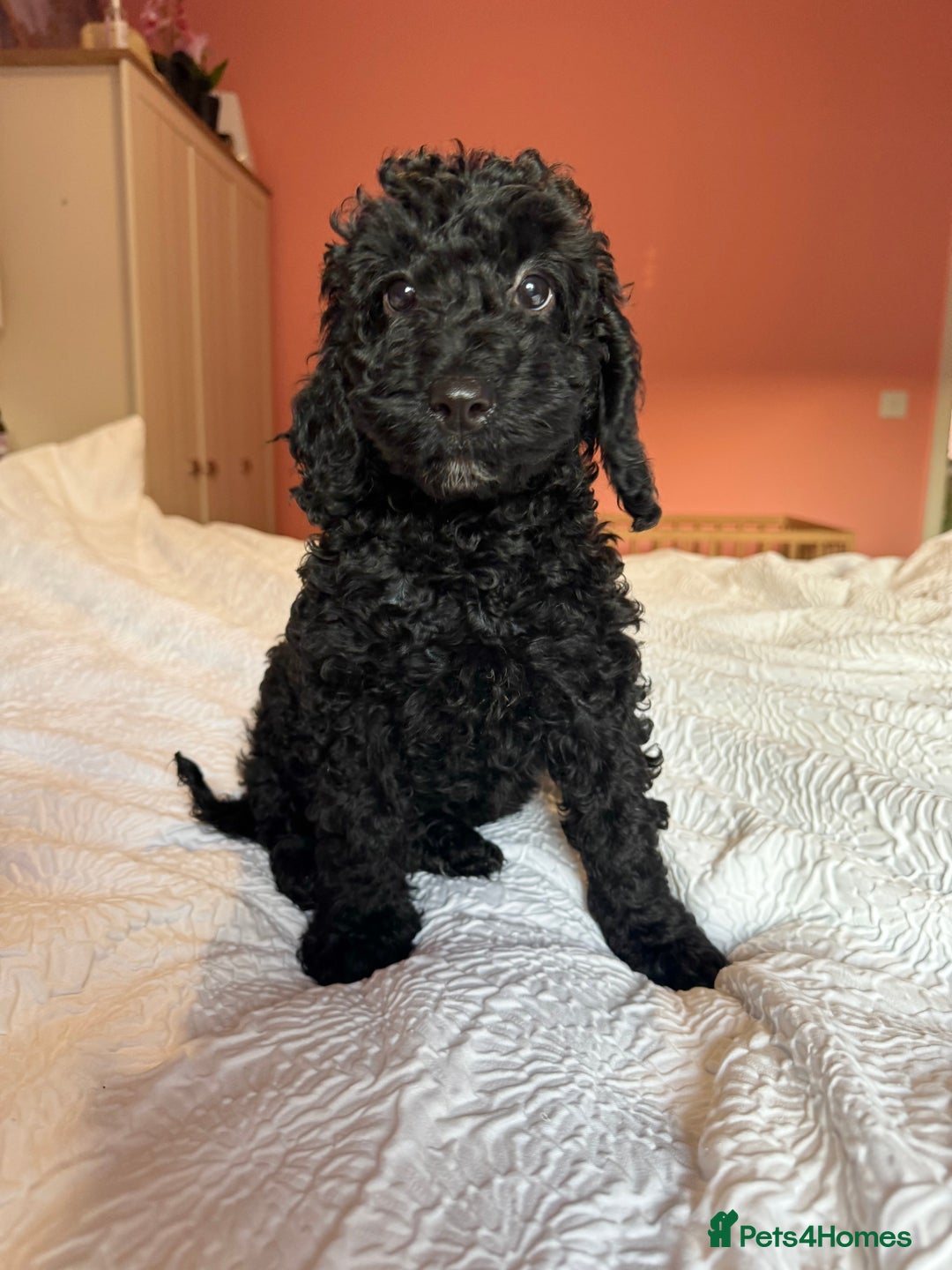 Cockapoo dogs for sale: Adorable cockapoo puppies  - Image 12