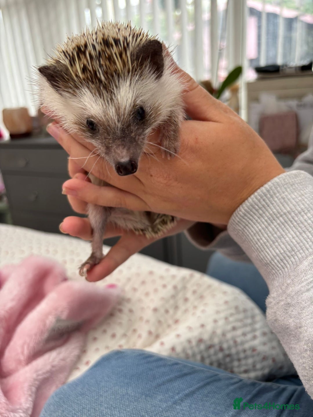 Pygmy Hedgehog rodents for sale: 2x female and 1x male hedgehogs  - Image 9