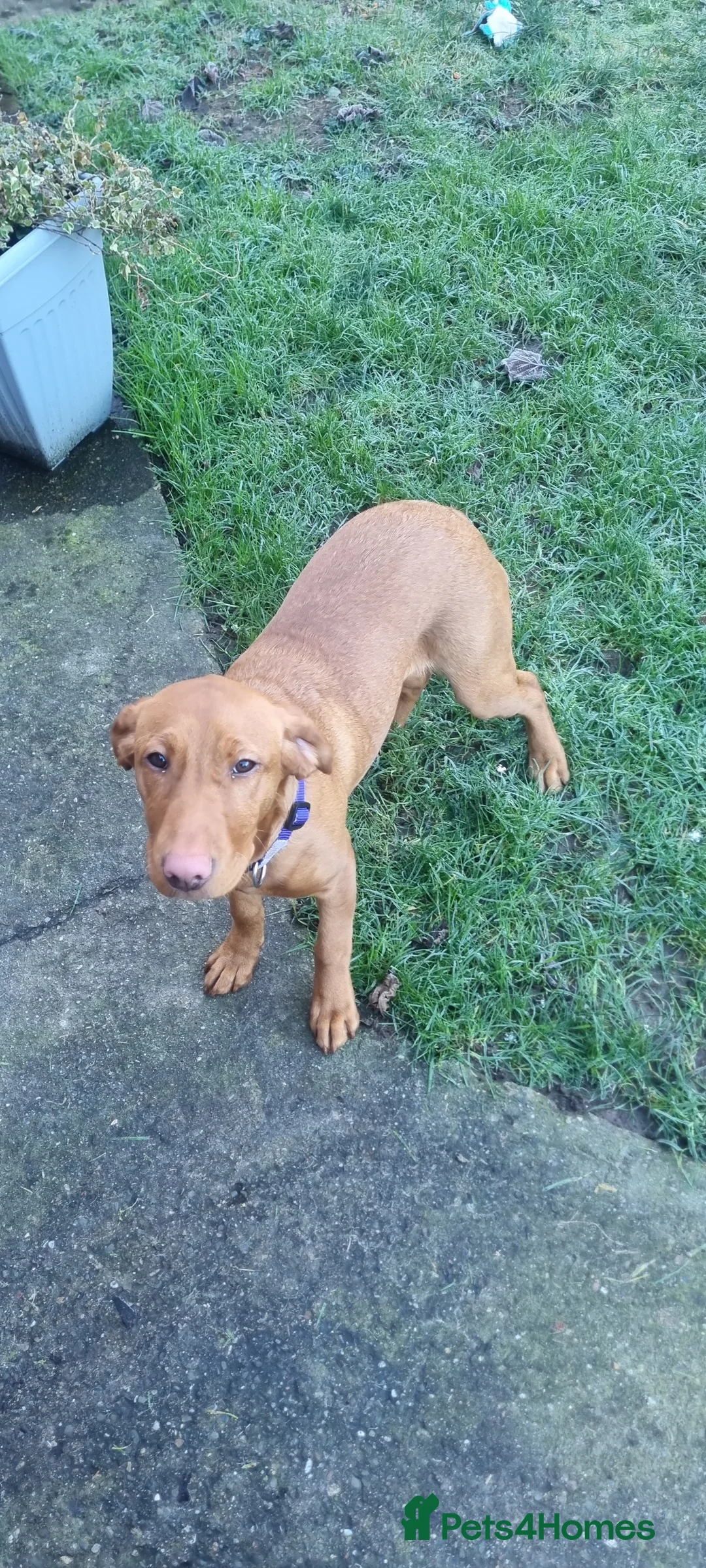 Labrador Retriever dogs for sale: Fox red labrador  - Advert 2
