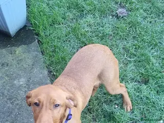 Labrador Retriever dogs Fox red labrador - Advert 8