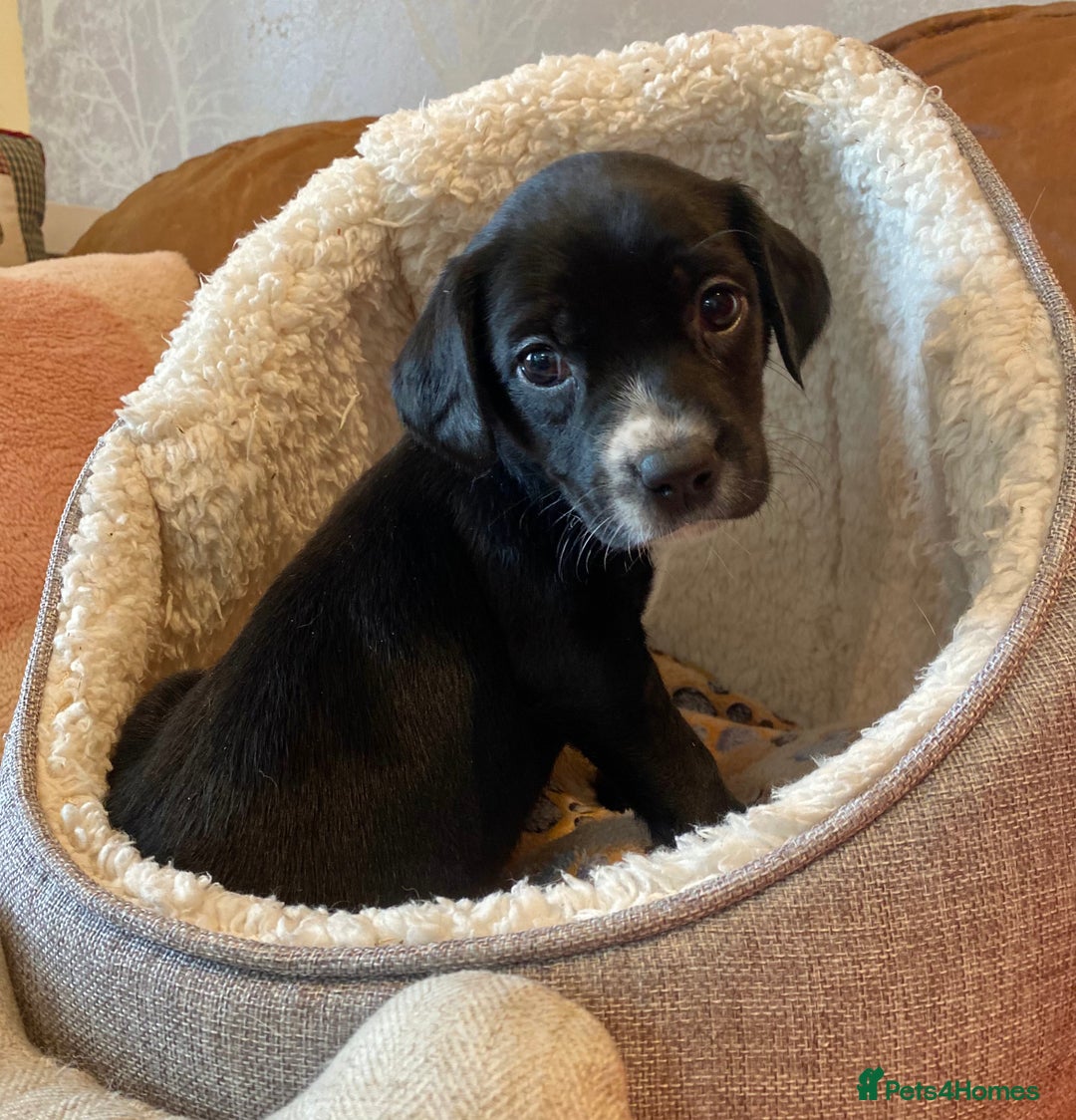 Springador dogs for sale: STUNNING SPRINGADOR PUPPIES  - Image 8