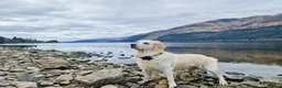 Golden Retriever dogs for sale: Golden Retriever - Advert 2