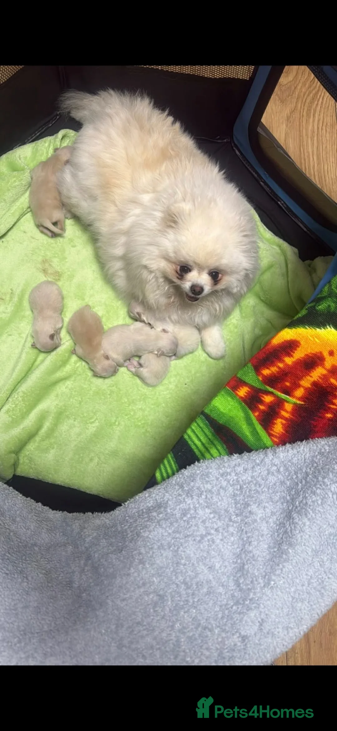 Pomeranian dogs for sale: Teddy bear Pomeranian  **  puppies  in Lutterworth - Advert 10