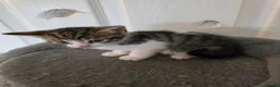 Domestic Shorthair cats for sale: 7 beautiful kittens ! Ready to leave  - Advert 10
