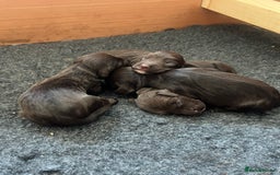 Cocker Spaniel dogs for sale: 🐾 Gorgeous working Cocker Spaniel puppies 🐶  - Image 2