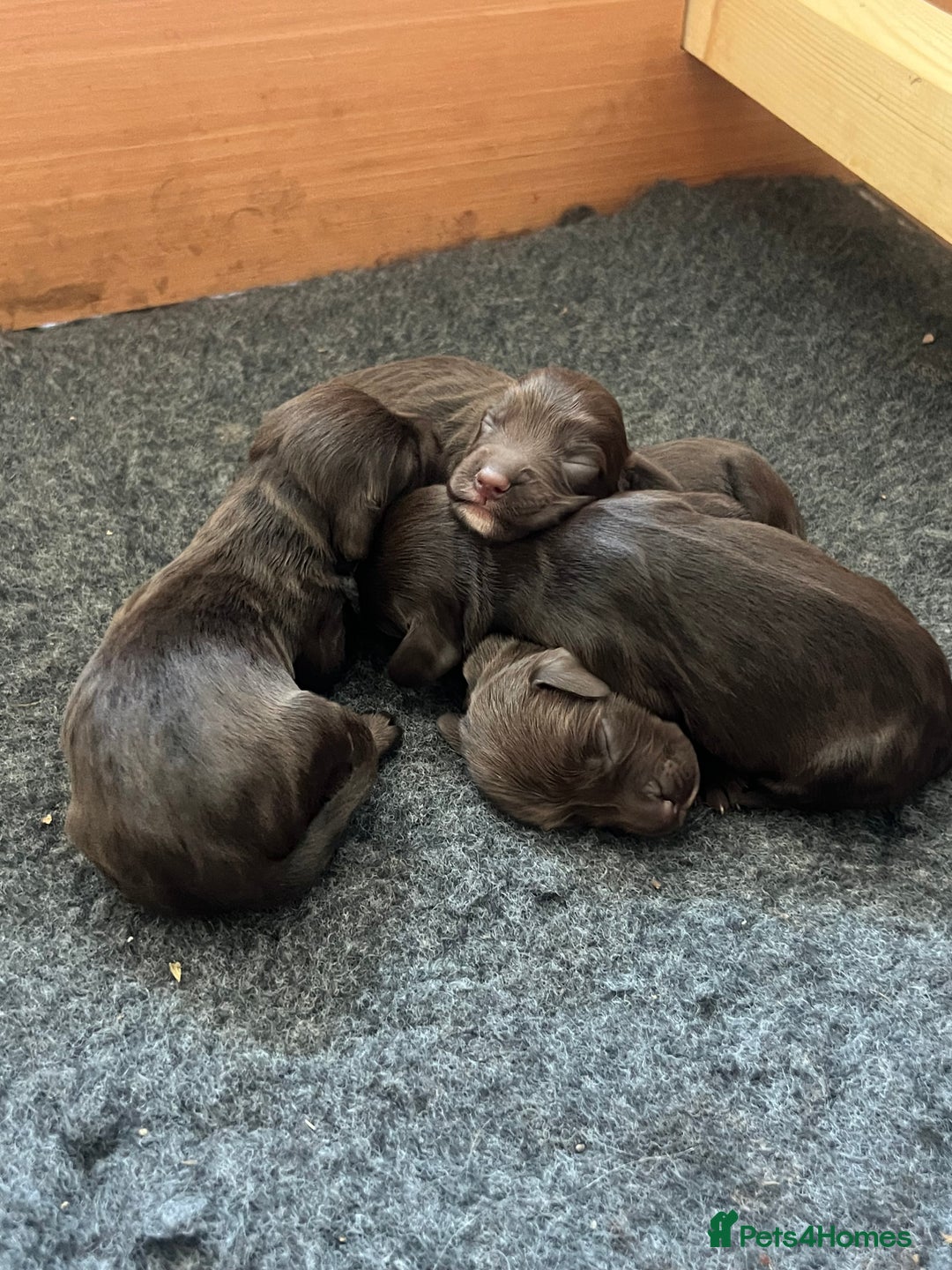 Cocker Spaniel dogs for sale: 🐾 Gorgeous working Cocker Spaniel puppies 🐶  - Image 2