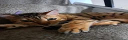 Bengal cats for sale: Soton Savannah (bengal)  - Advert 1