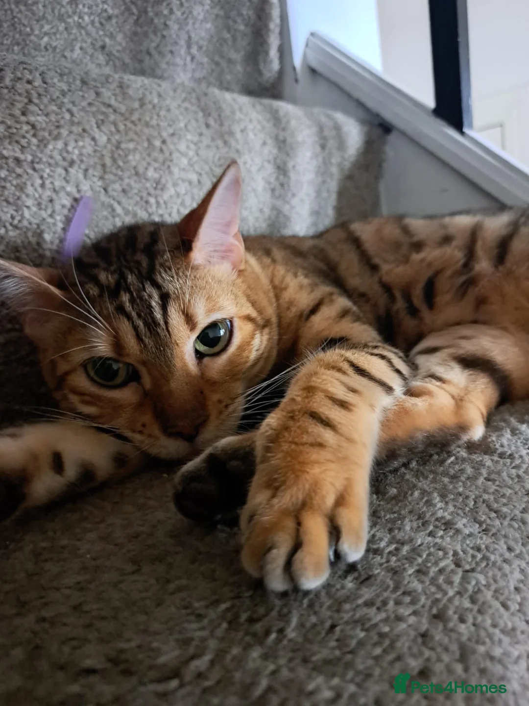 Bengal cats for sale: Soton Savannah (bengal)  - Advert 1