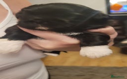 Shih Tzu dogs for sale: shih tzu puppies  - Advert 10