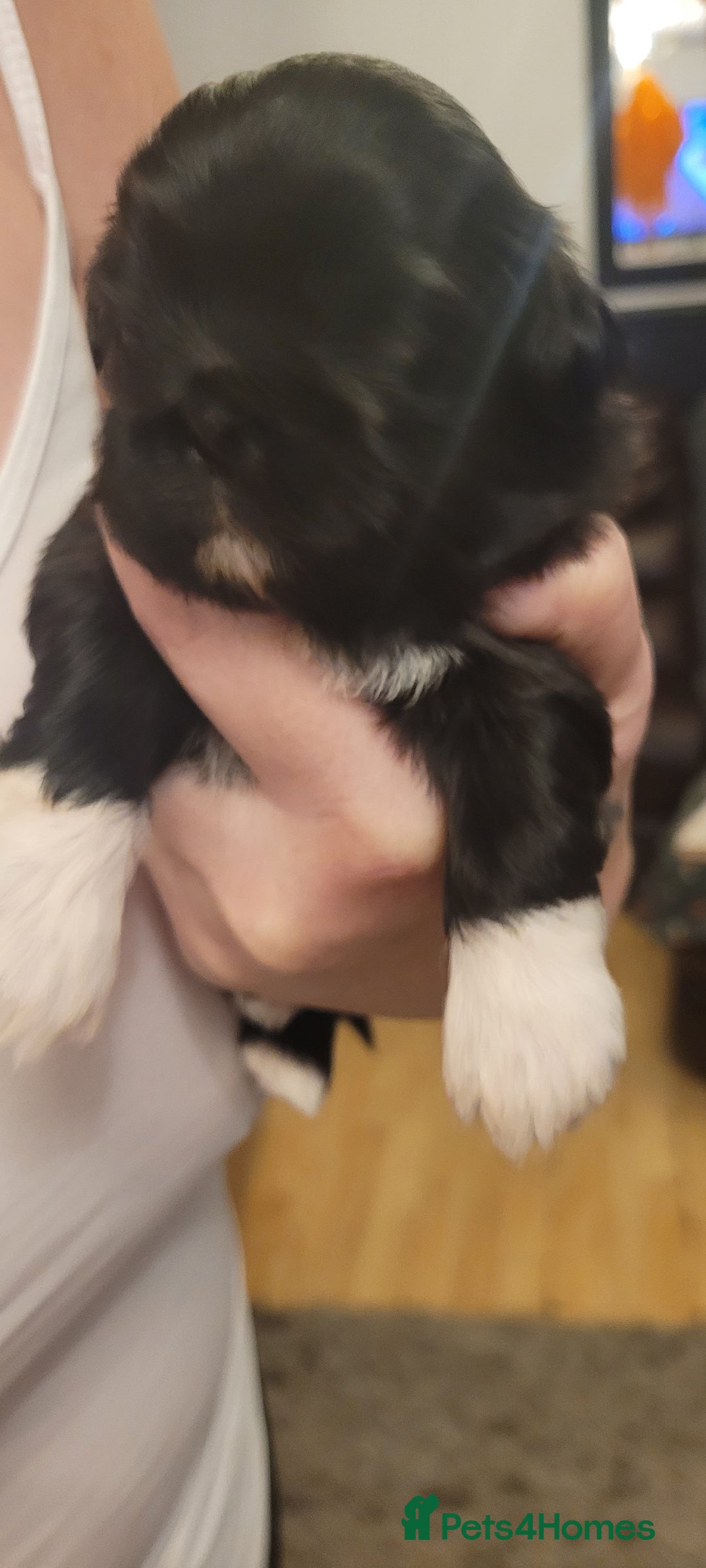 Shih Tzu dogs for sale: shih tzu puppies  - Advert 10