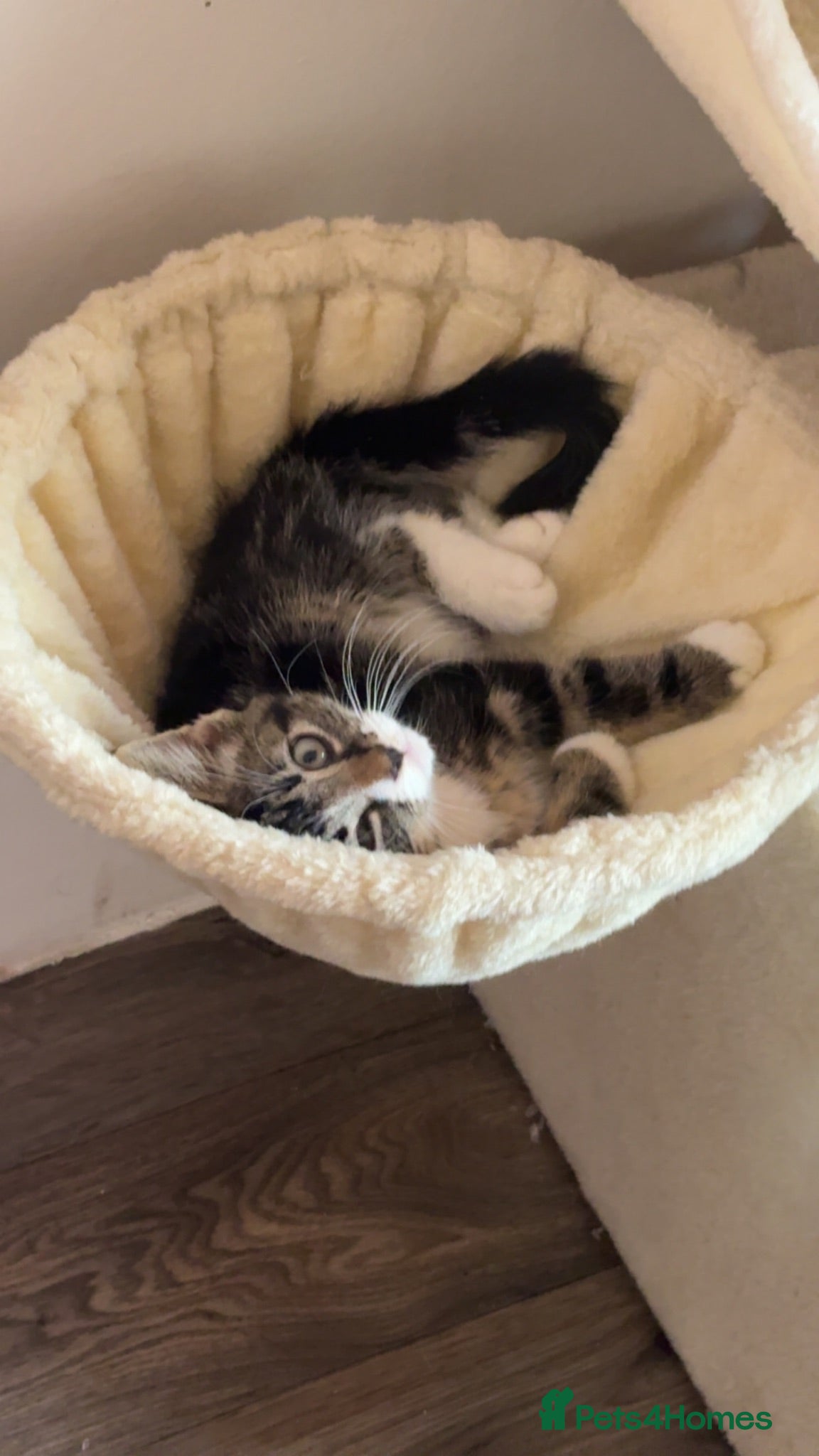 Mixed Breed cats Meet milo and kittens!  - Advert 19