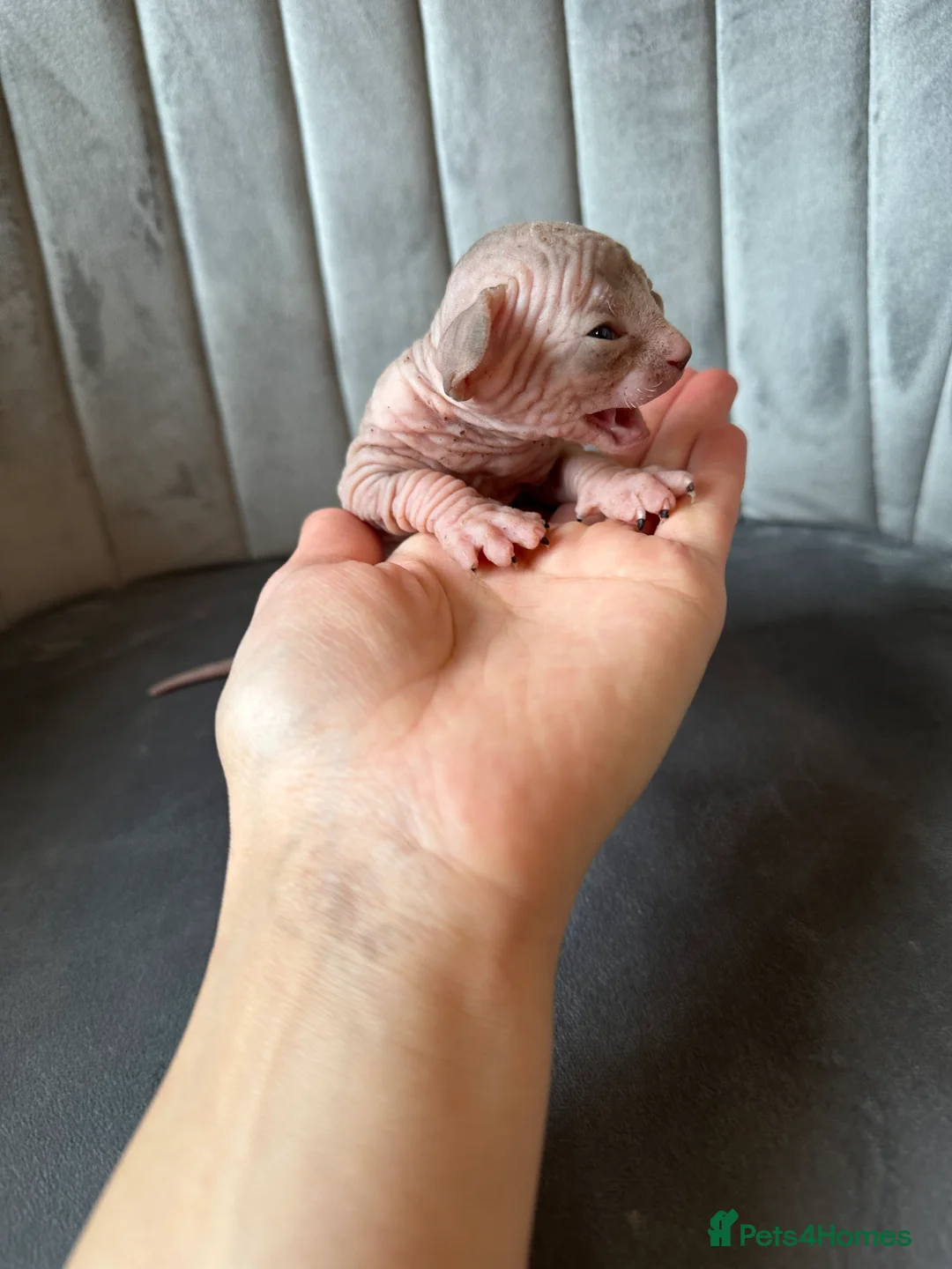 Sphynx cats for sale: beautiful Sphynx babies - Advert 17