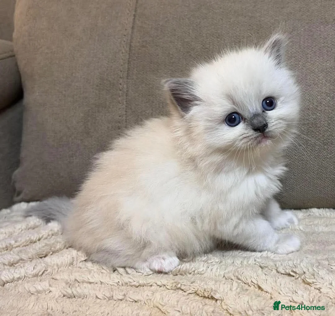 Ragdoll cats for sale: 4 ragdoll girls left ready now - Advert 2