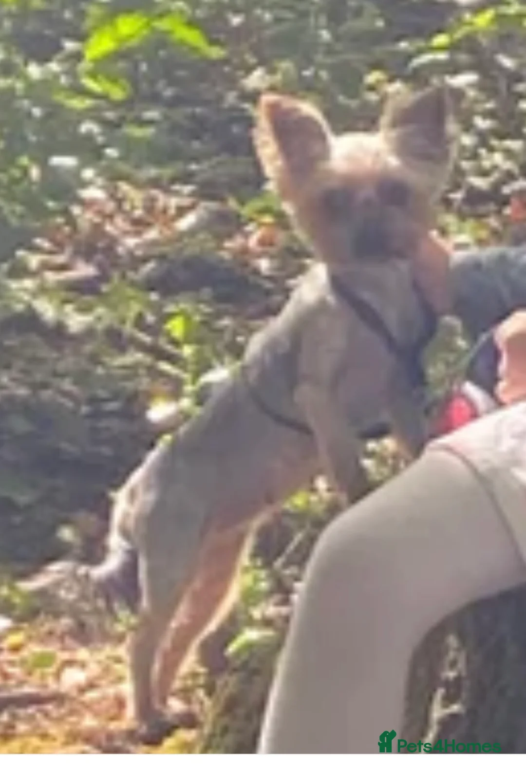 Yorkshire Terrier dogs for sale: Kc Yorkshire terrier puppy’s  - Advert 8