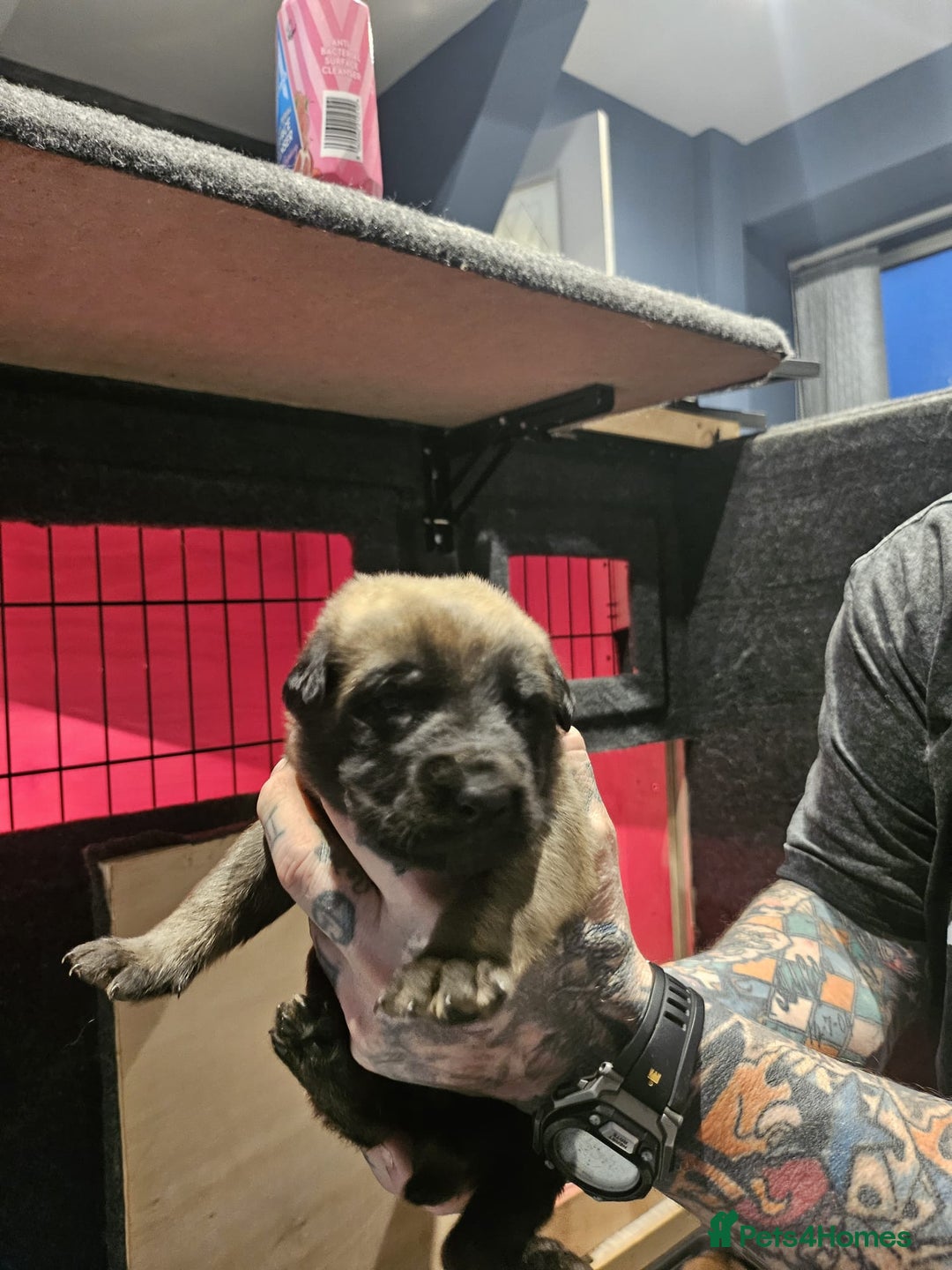 Belgian Shepherd Dog dogs for sale: Belgian Malinois Puppies for Sale 9 available - Advert 6