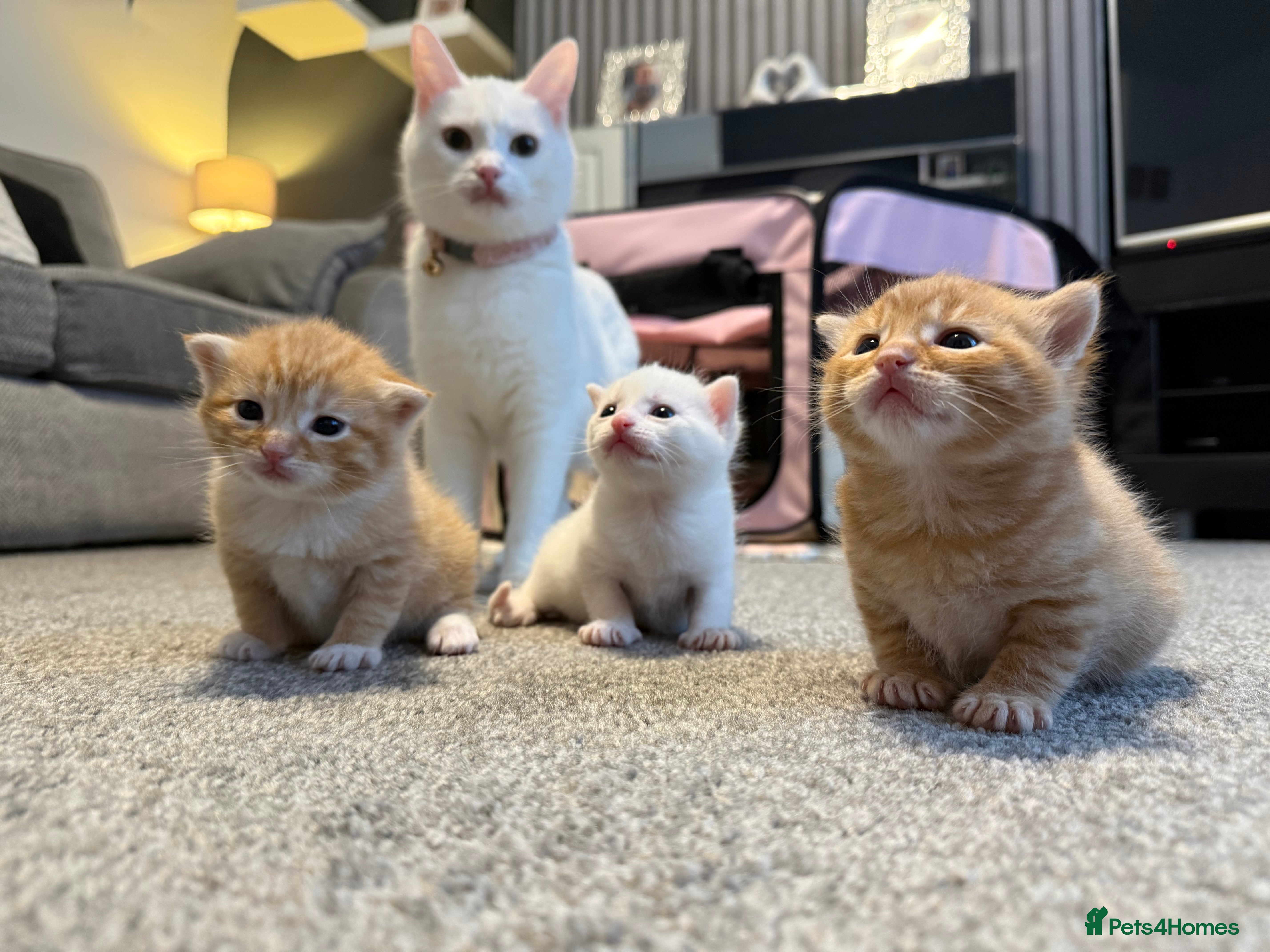 Mixed Breed cats ** 2 ginger 1 pure white ** - Advert 5
