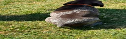 German Shorthaired Pointer dogs for sale: German Short Haired Pointer Puppies KC reg  - Advert 18