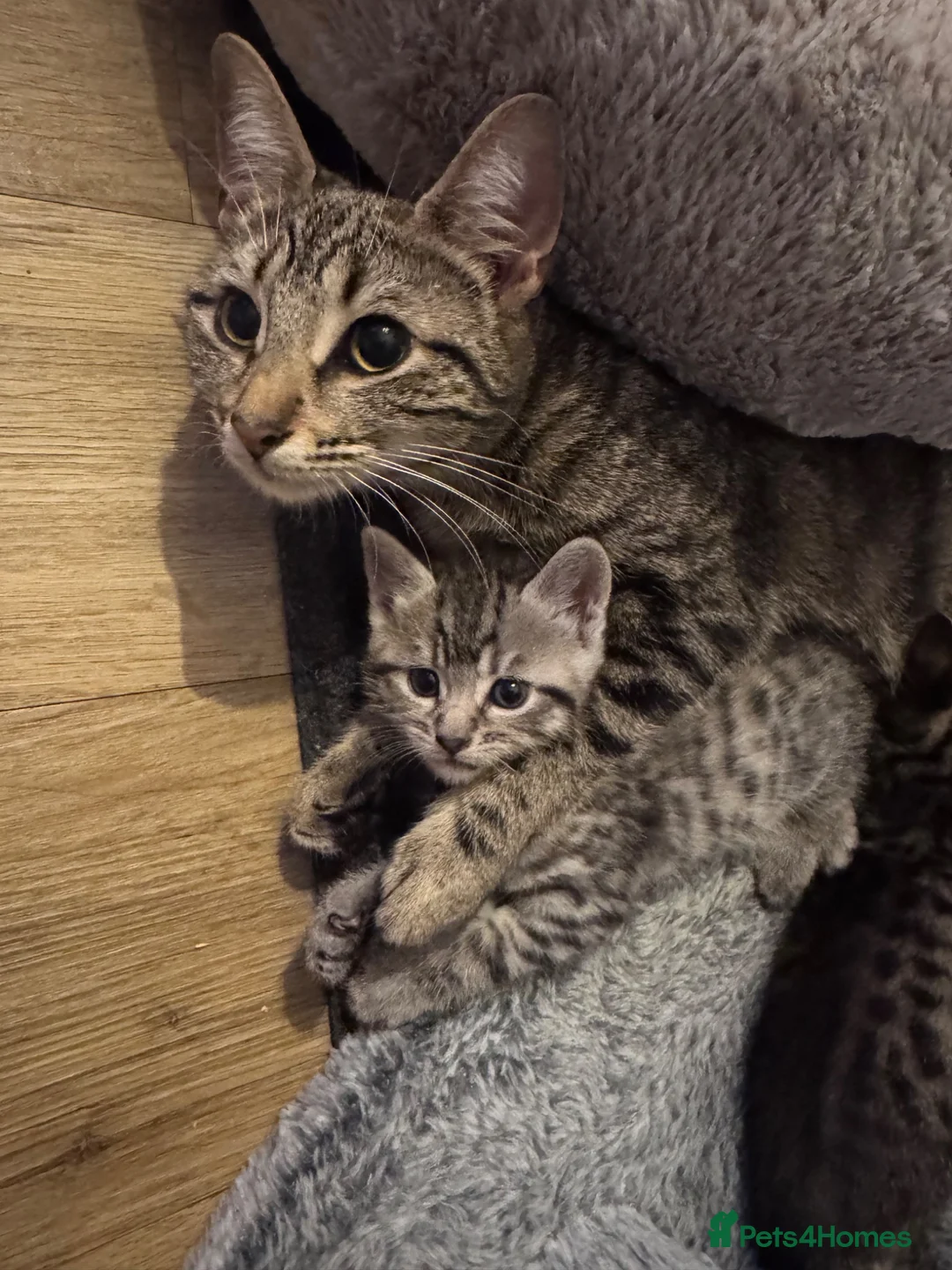 British Shorthair cats for sale: Beautiful Shorthair Kitten - Advert 4