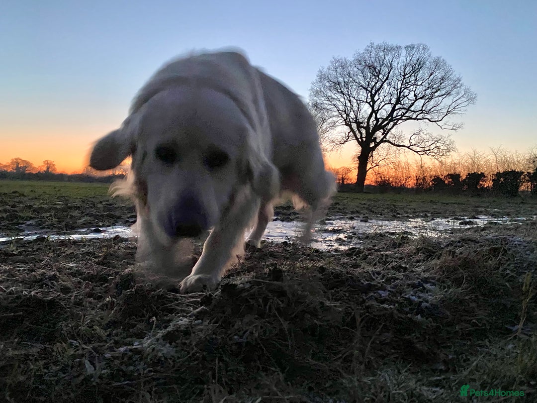 Golden Retriever dogs for sale: Beautiful and fluffy Golden Retriever puppies - Advert 11