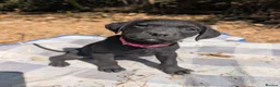 Mixed Breed dogs for sale: Beautiful Lab x rotty pups  in Exeter - Advert 15