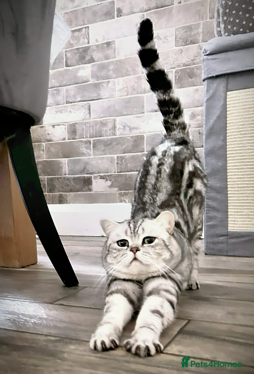 British Shorthair cats for sale: GSSF active BSH silver tabby Stud - Advert 5