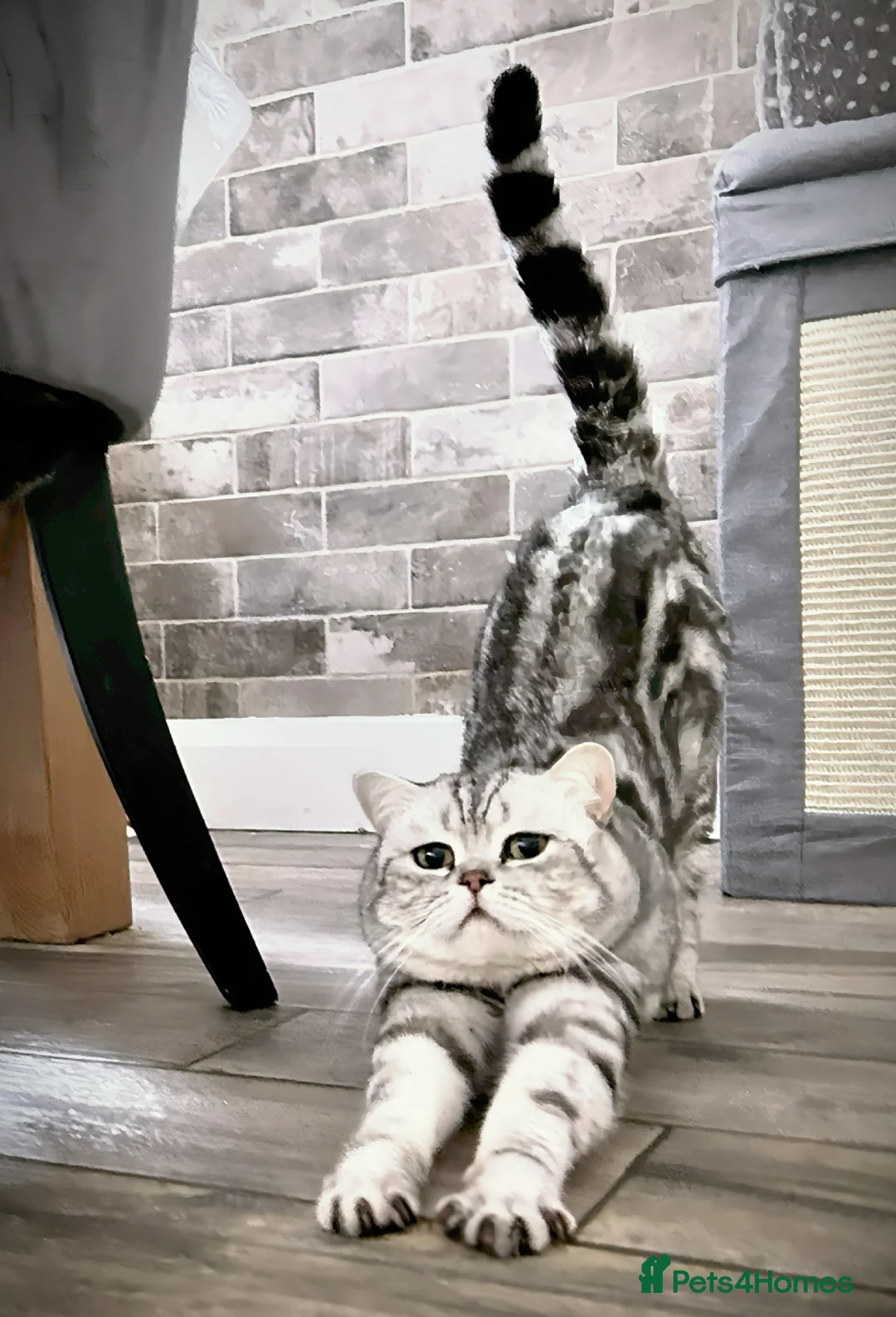 British Shorthair cats for sale: GSSF active BSH silver tabby Stud - Advert 5