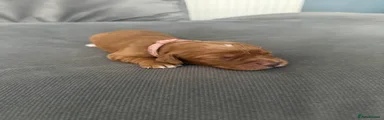 Cocker Spaniel - Pink
