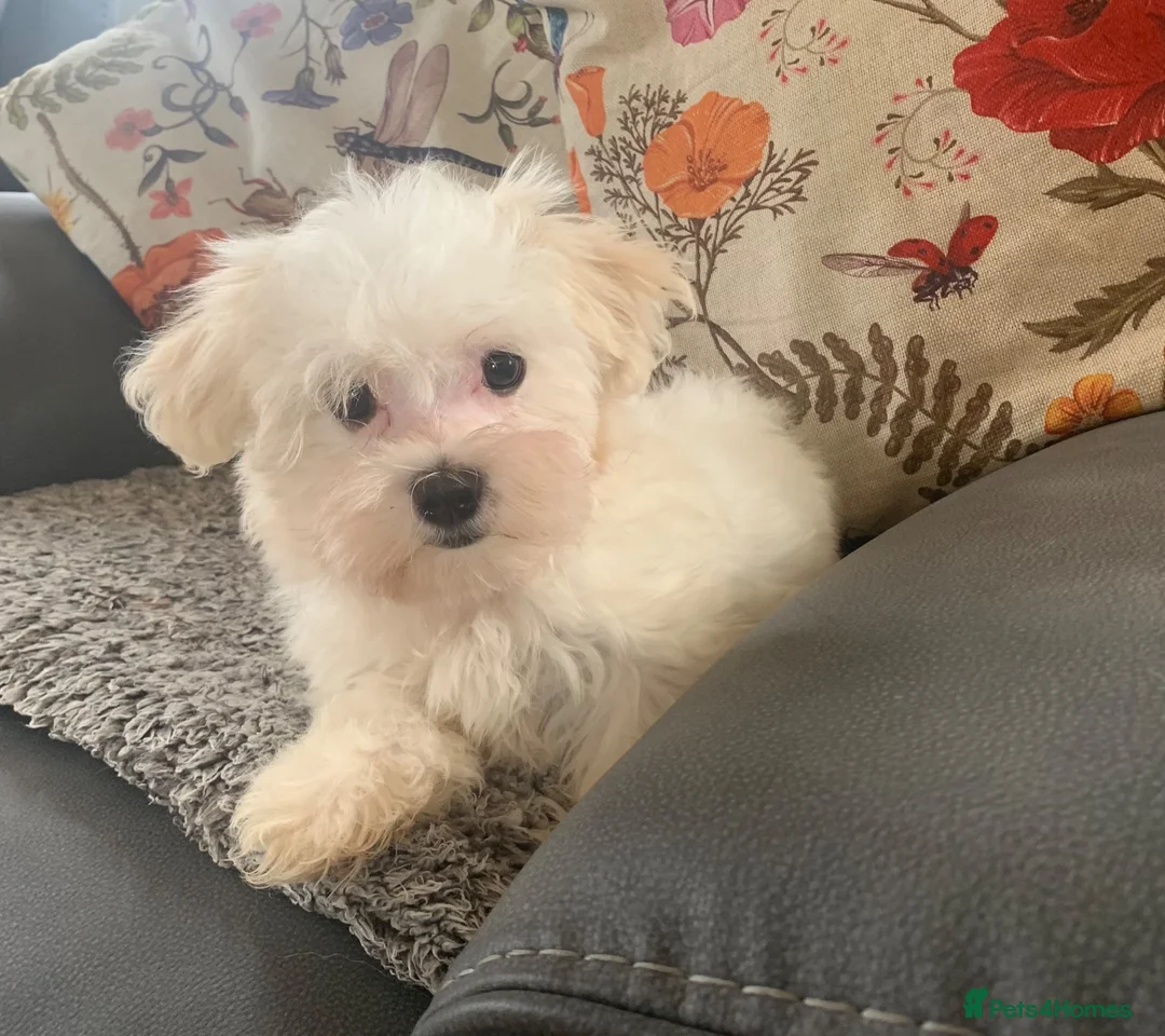 Maltese dogs for sale: Beautiful 7/8 Maltese Girl  - Advert 2