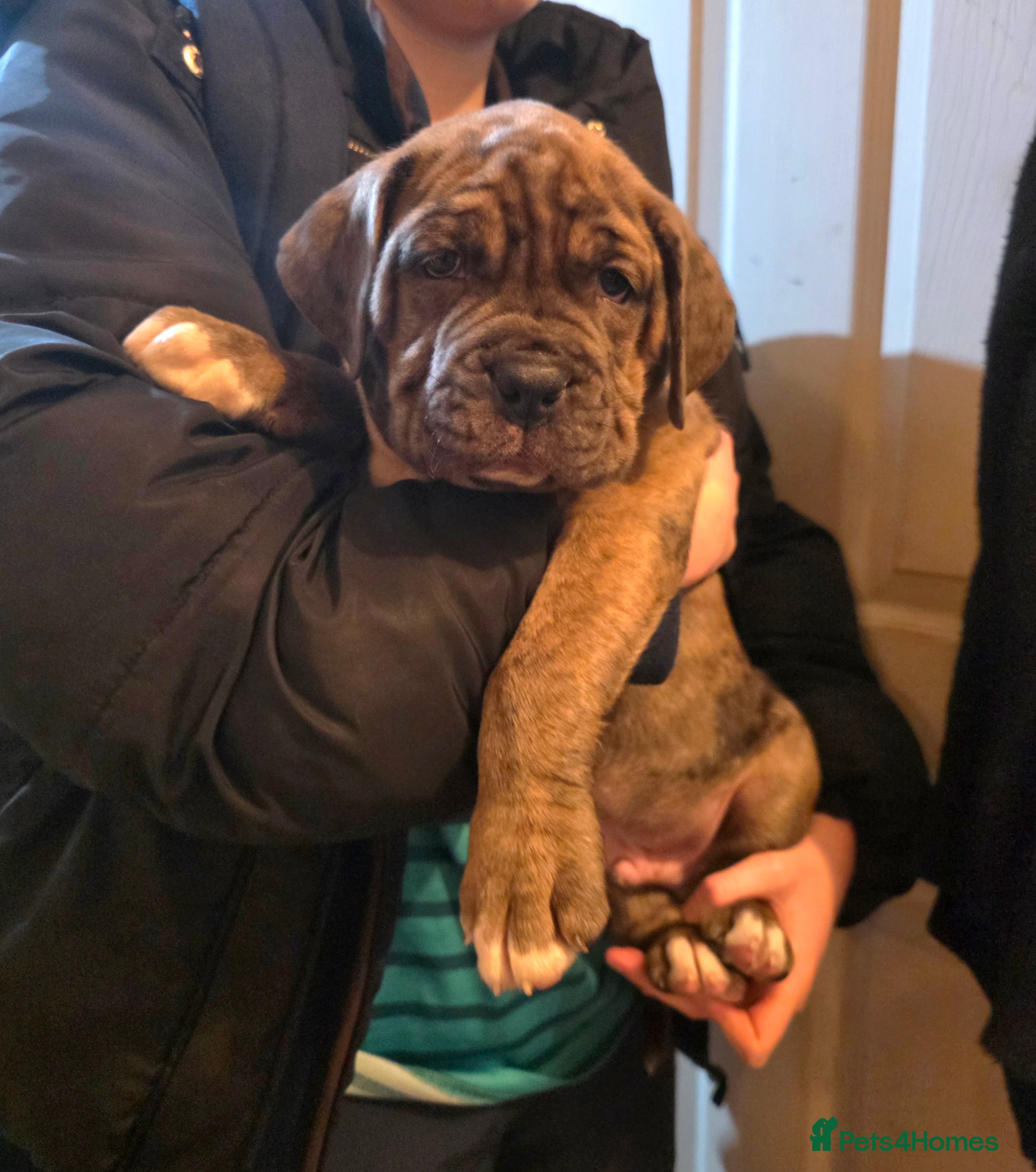 Boxer dogs Beautiful boxer cross mastiff puppies - Advert 1