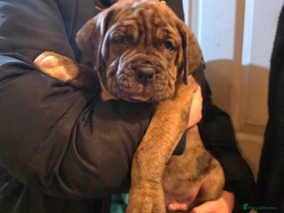 Boxer dogs Beautiful boxer cross mastiff puppies - Advert 1